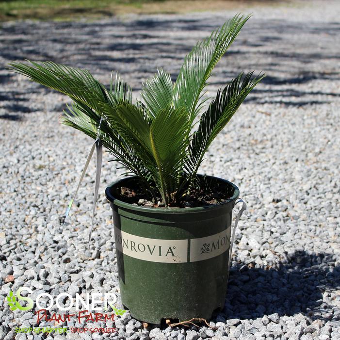 Image property of Sooner Plant Farm, Inc.