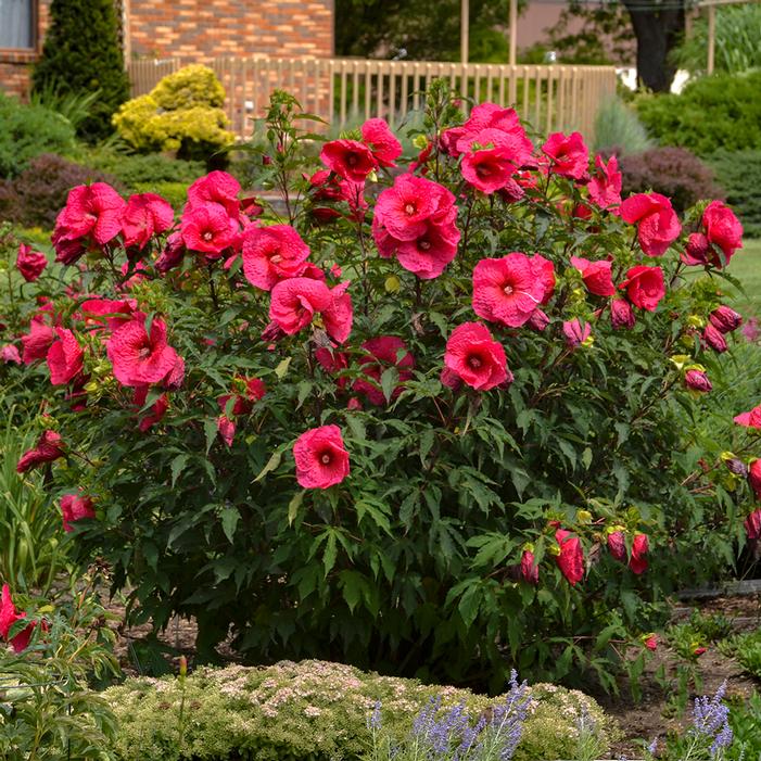 JAZZBERRY JAM HARDY HIBISCUS