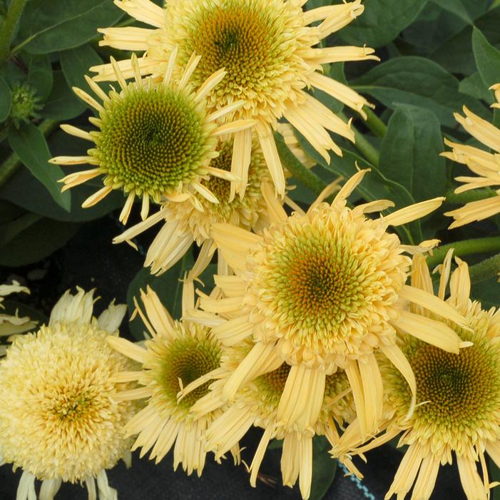 Image property of and used with permission from Terra Nova Nurseries, Inc.
