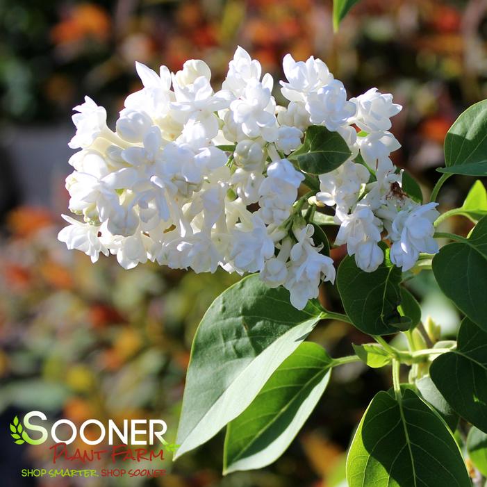 Image property of Sooner Plant Farm, Inc.