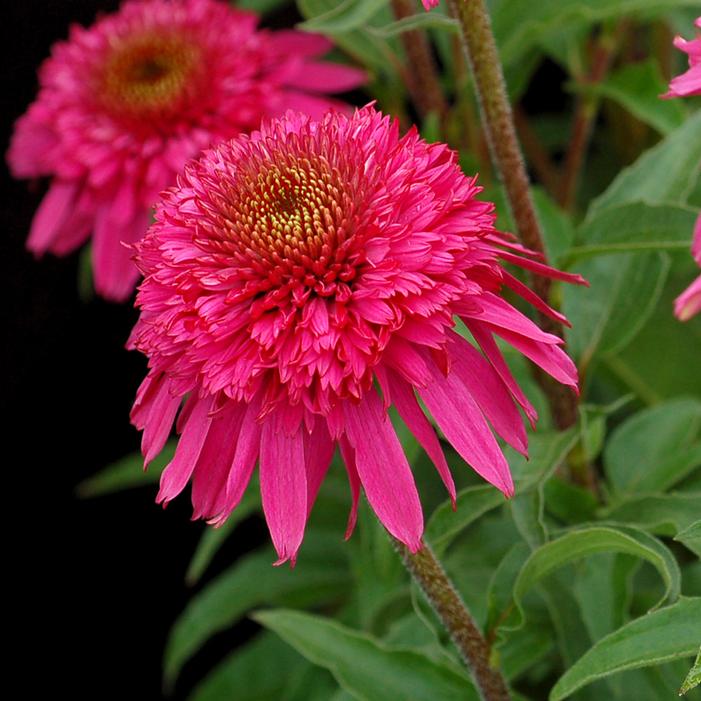 SECRET™ AFFAIR CONEFLOWER