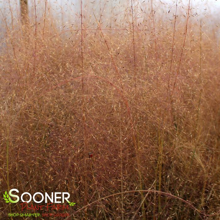 Image property of Sooner Plant Farm, Inc.