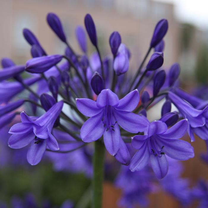 Image used with permission from Ball Seed