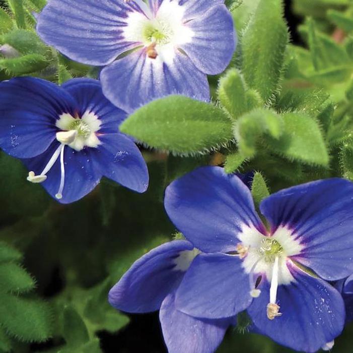 Image used with permission from Swift Greenhouses