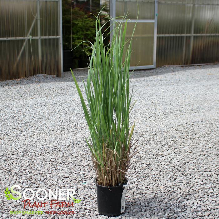Image property of Sooner Plant Farm, Inc.