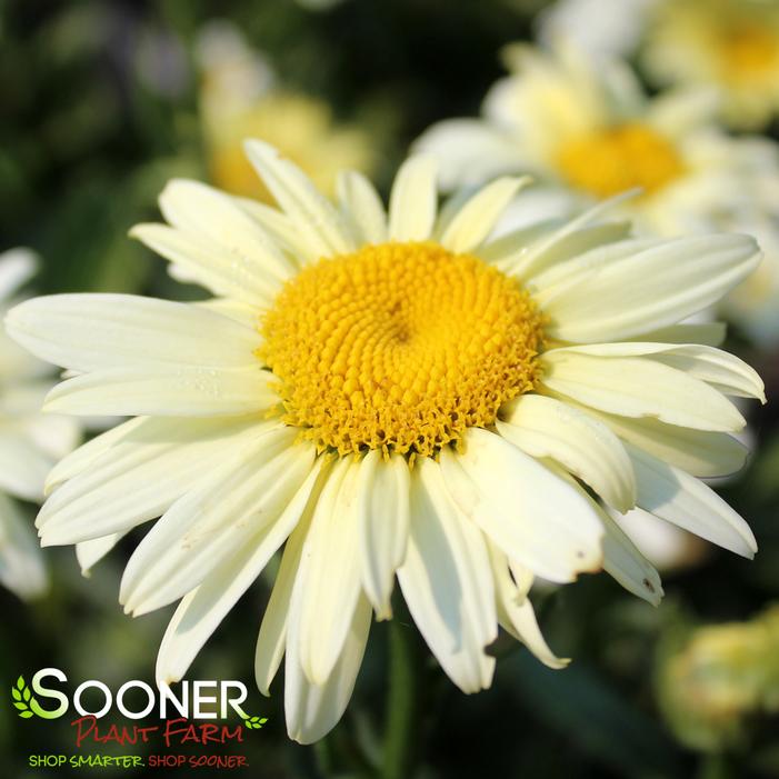 Image property of Sooner Plant Farm, Inc.