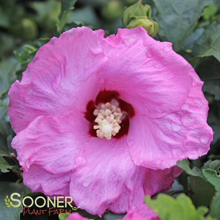 Image Property of Sooner Plant Farm