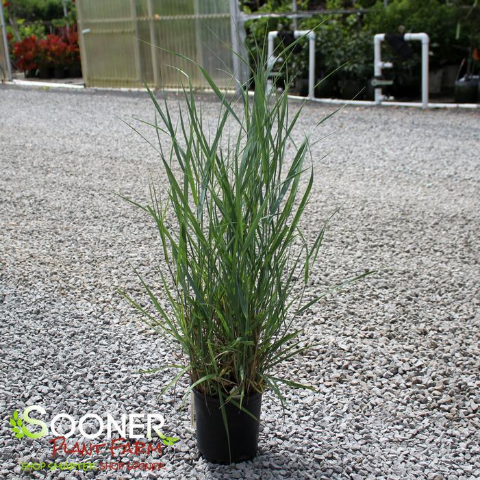 Image property of Sooner Plant Farm, Inc.