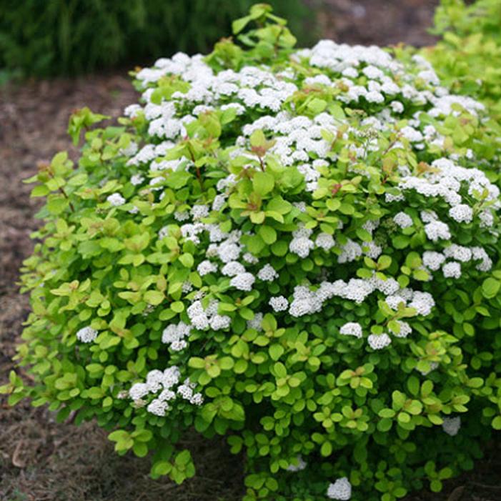 Photo courtesy of Greenleaf Nursery