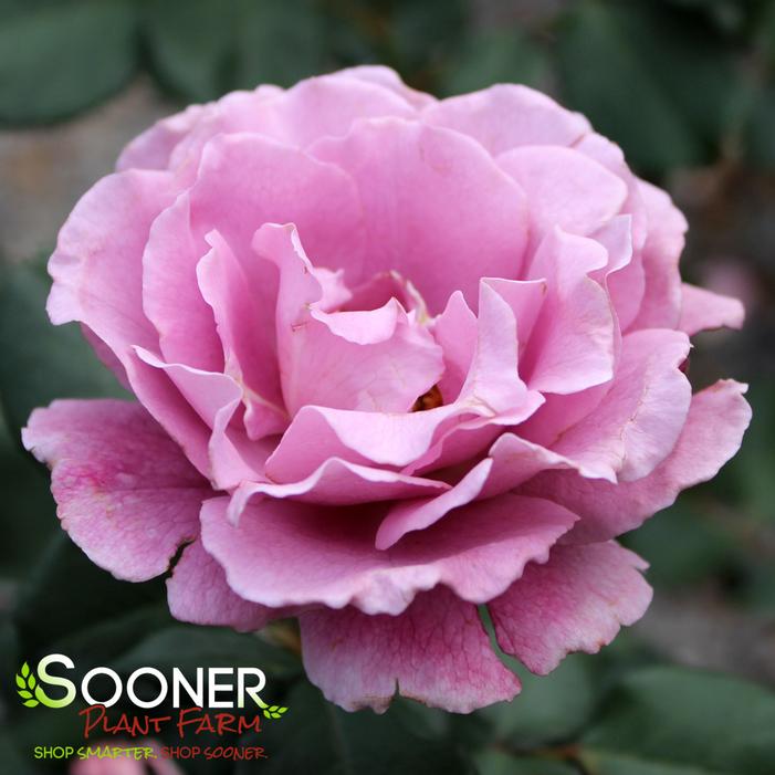 Image property of Sooner Plant Farm, Inc.