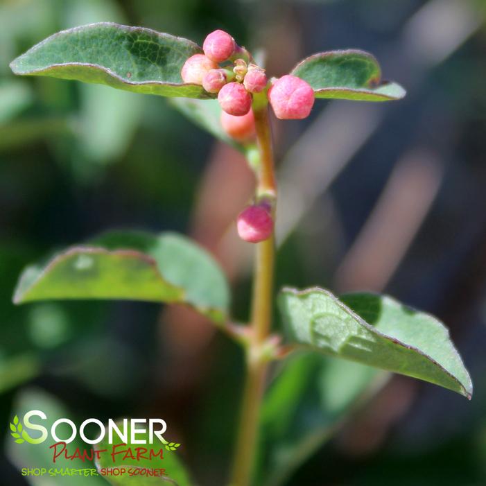 Image property of Sooner Plant Farm, Inc.