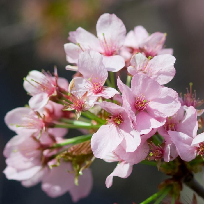 SPRING WONDER™ SARGENT CHERRY