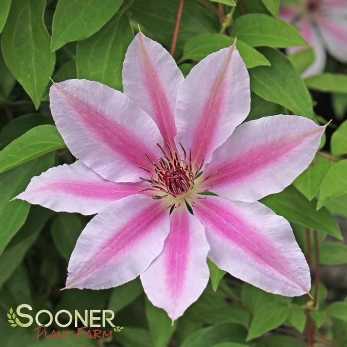 Image property of Sooner Plant Farm, Inc.
