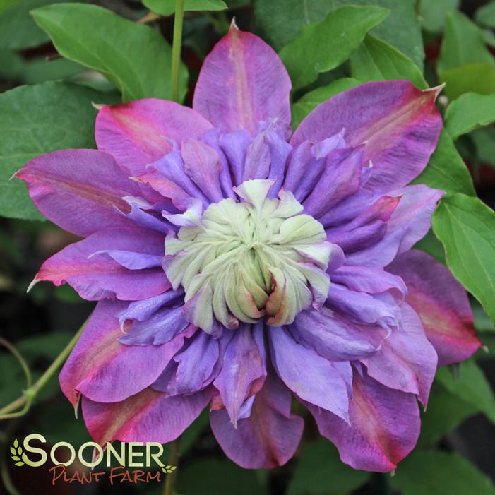 Image property of Sooner Plant Farm, Inc.