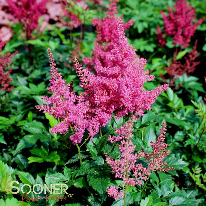 Image property of Sooner Plant Farm, Inc.