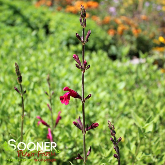 Image property of Sooner Plant Farm, Inc.