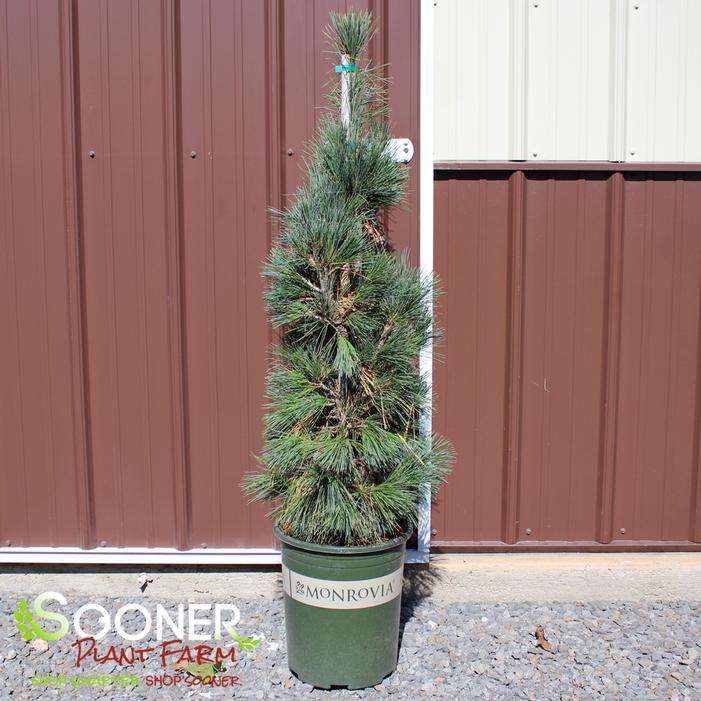 Image property of Sooner Plant Farm, Inc.