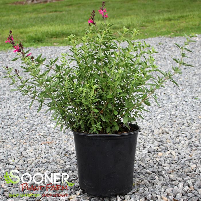 Image property of Sooner Plant Farm, Inc.