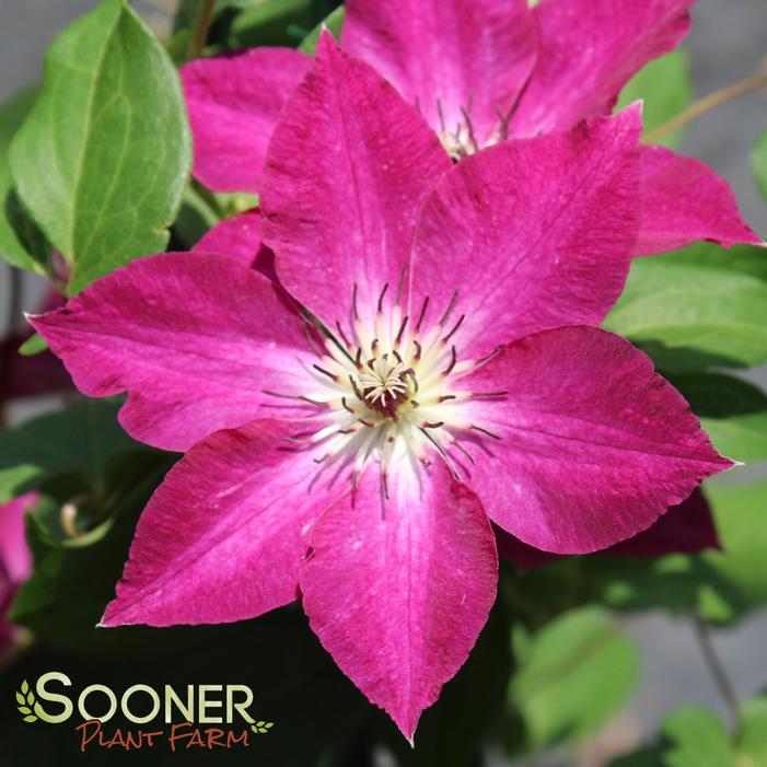 Image property of Sooner Plant Farm, Inc.