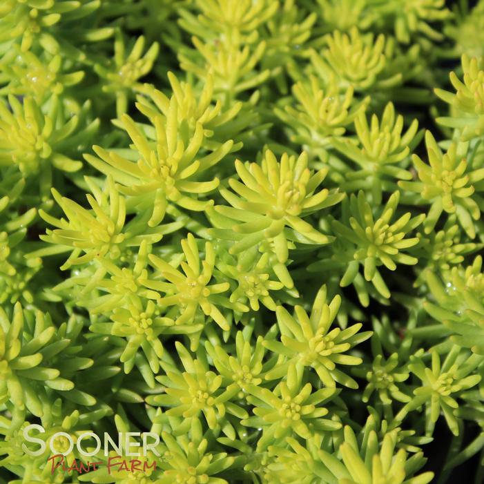 Image property of Sooner Plant Farm, Inc.