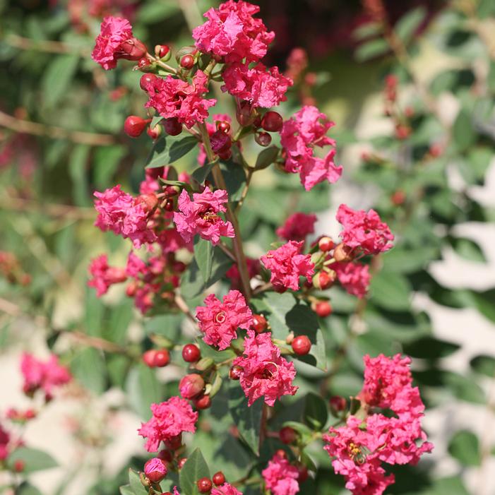 INFINITINI® BRITE PINK CRAPEMYRTLE