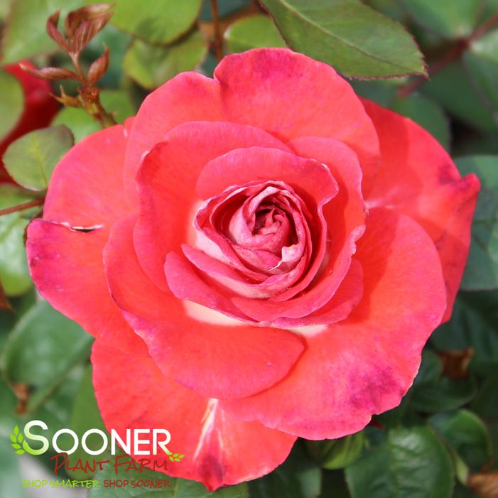 Image property of Sooner Plant Farm, Inc.