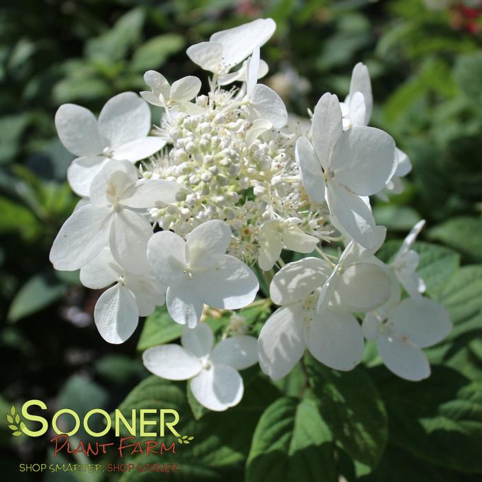 Image property of Sooner Plant Farm, Inc.