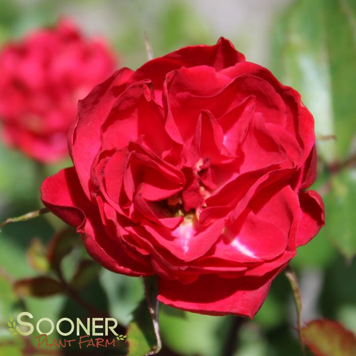 Image property of Sooner Plant Farm, Inc.