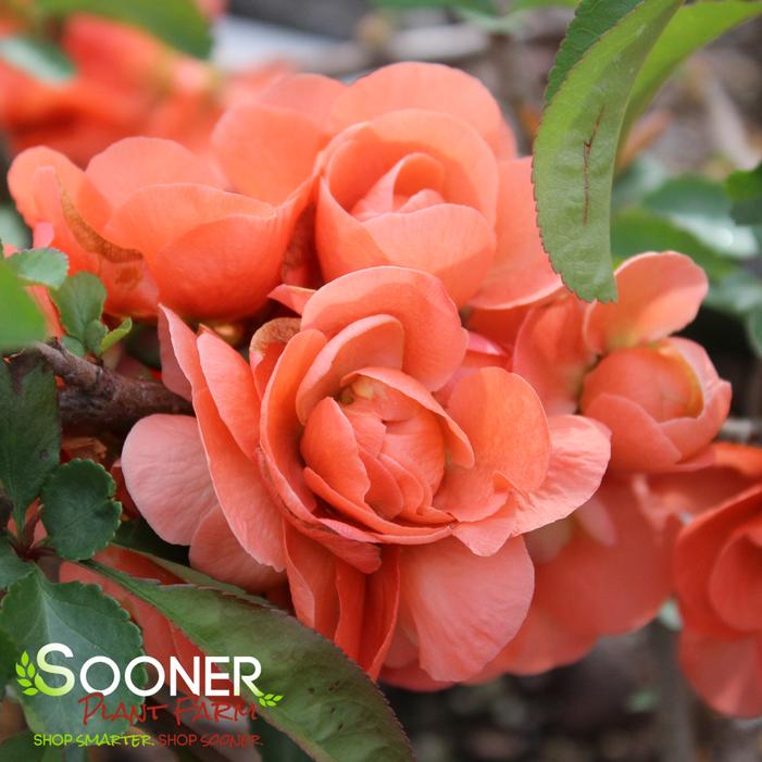 DOUBLE TAKE® PEACH STORM QUINCE