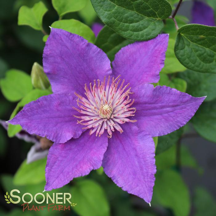 Image property of Sooner Plant Farm, Inc.