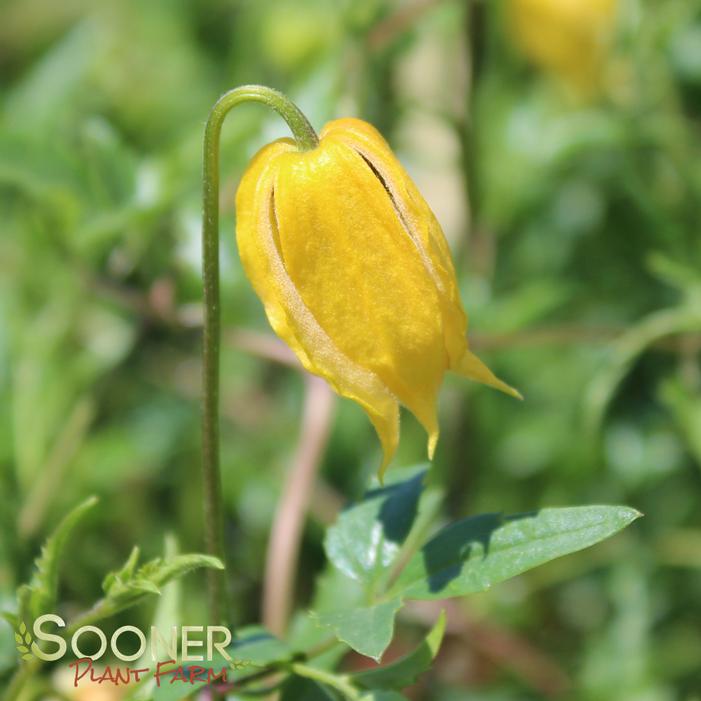 Image property of Sooner Plant Farm, Inc.