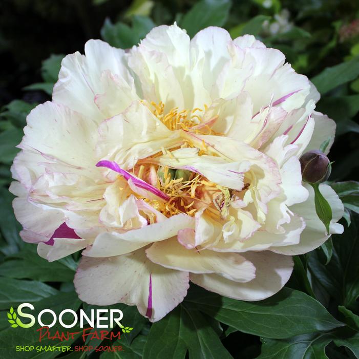 Image property of Sooner Plant Farm, Inc.