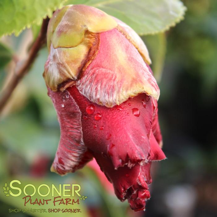 Image property of Sooner Plant Farm, Inc.