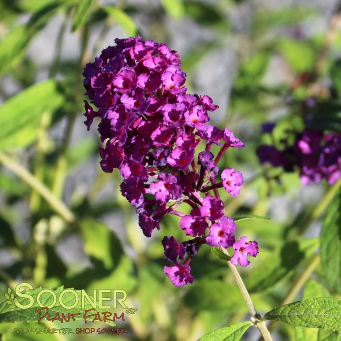 Royal Red Butterfly Bush Summer Flower