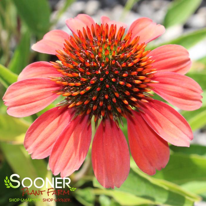 Image property of Sooner Plant Farm, Inc.