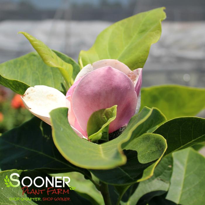 Image property of Sooner Plant Farm, Inc.