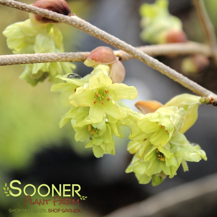 Image property of Sooner Plant Farm, Inc.