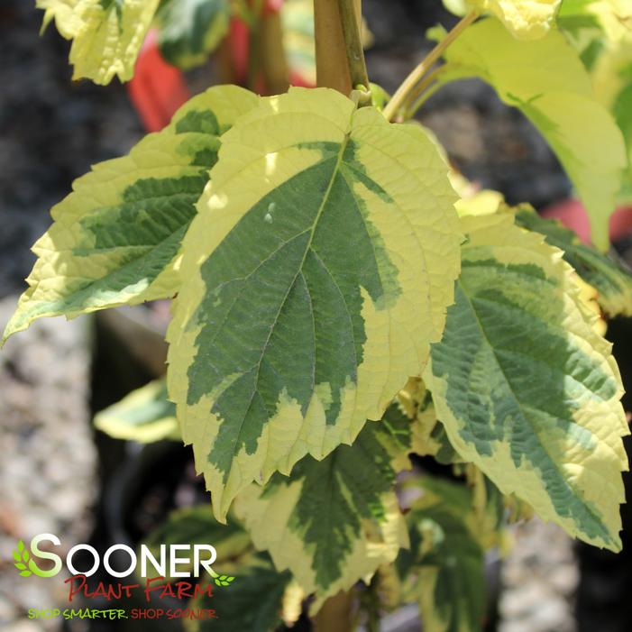 Image property of Sooner Plant Farm, Inc.