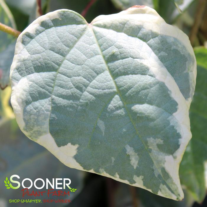 Image property of Sooner Plant Farm, Inc.