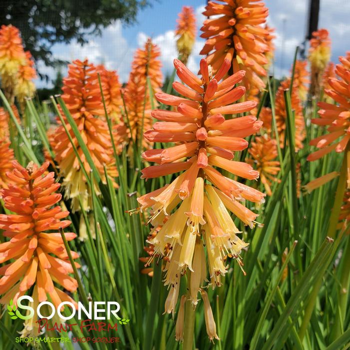 Image property of Sooner Plant Farm, Inc.
