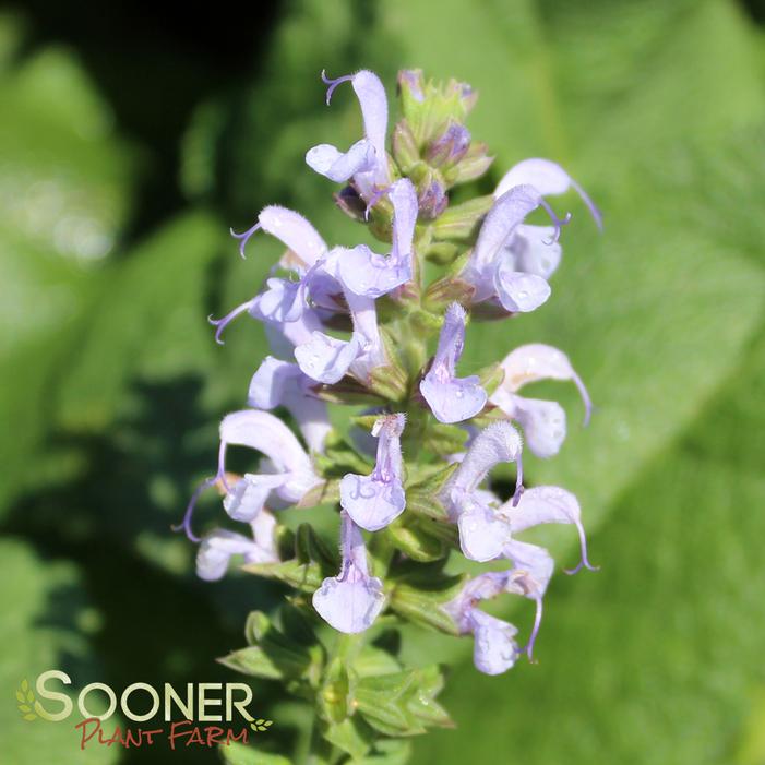 Image property of Sooner Plant Farm, Inc.