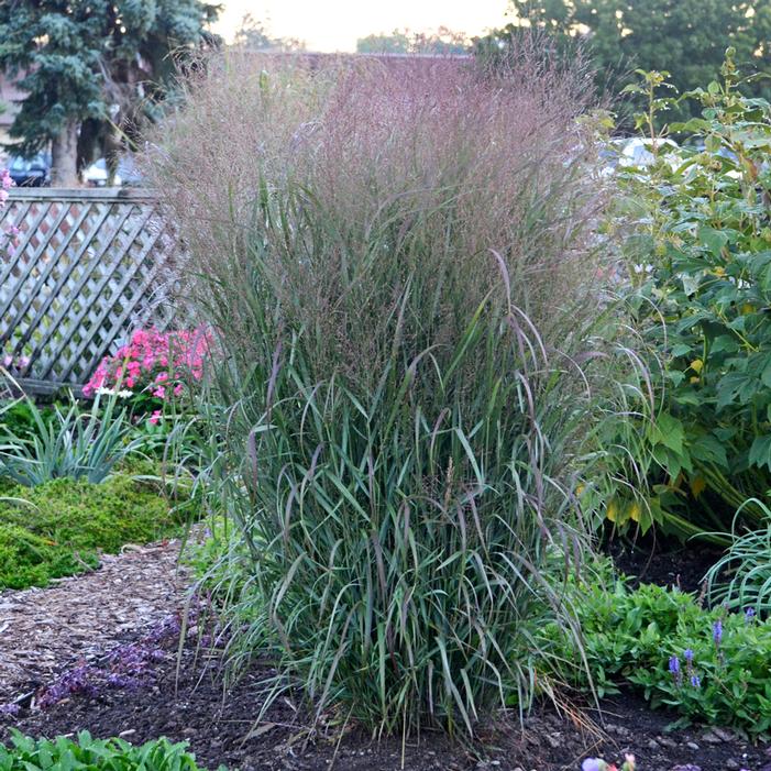 PRAIRIE WINDS® APACHE ROSE SWITCH GRASS