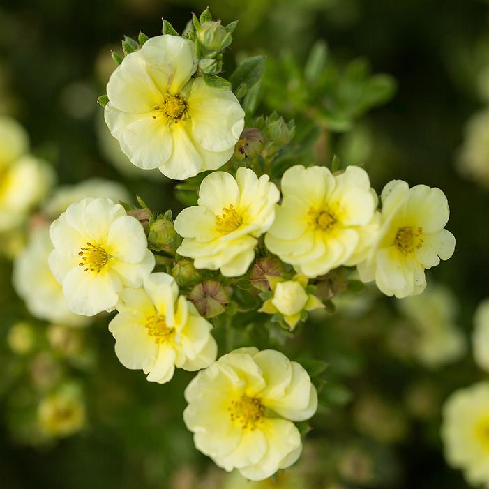 Image used with permission from Bailey Nurseries