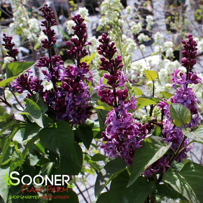 Image property of Sooner Plant Farm, Inc.