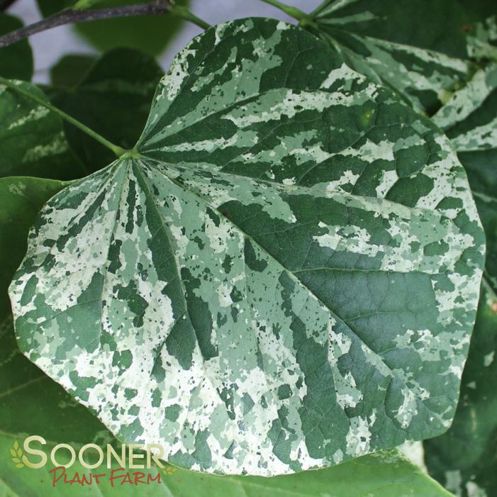 Image property of Sooner Plant Farm, Inc.