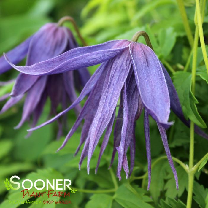 Image property of Sooner Plant Farm, Inc.