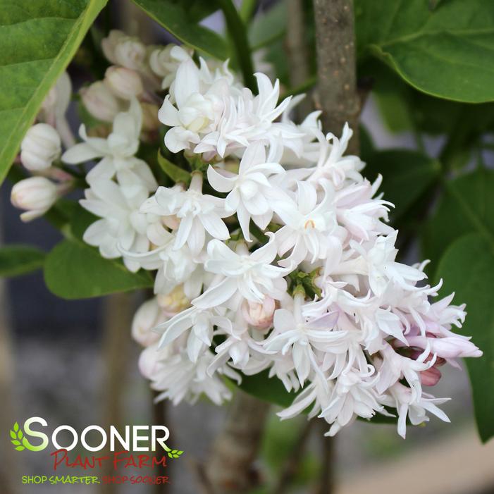 Image property of Sooner Plant Farm, Inc.
