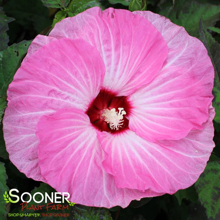Image property of Sooner Plant Farm, Inc.