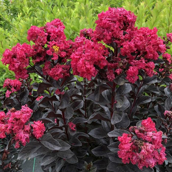 Image Courtesy of Spring Meadows Nursery