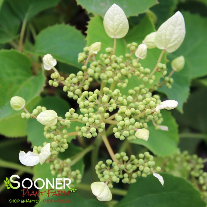 Image property of Sooner Plant Farm, Inc.